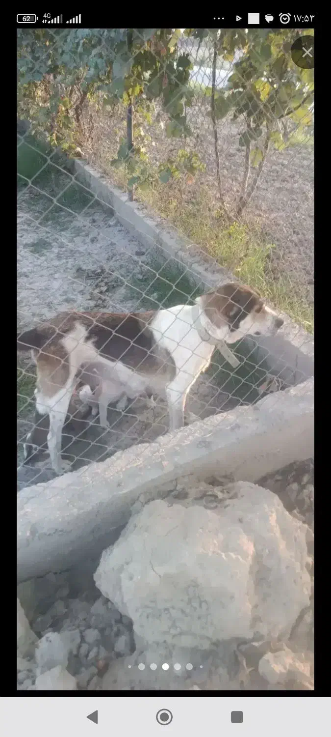 سلام یک عدد ماده معاوضه با کبوتر|سگ|گرگان, |دیوار