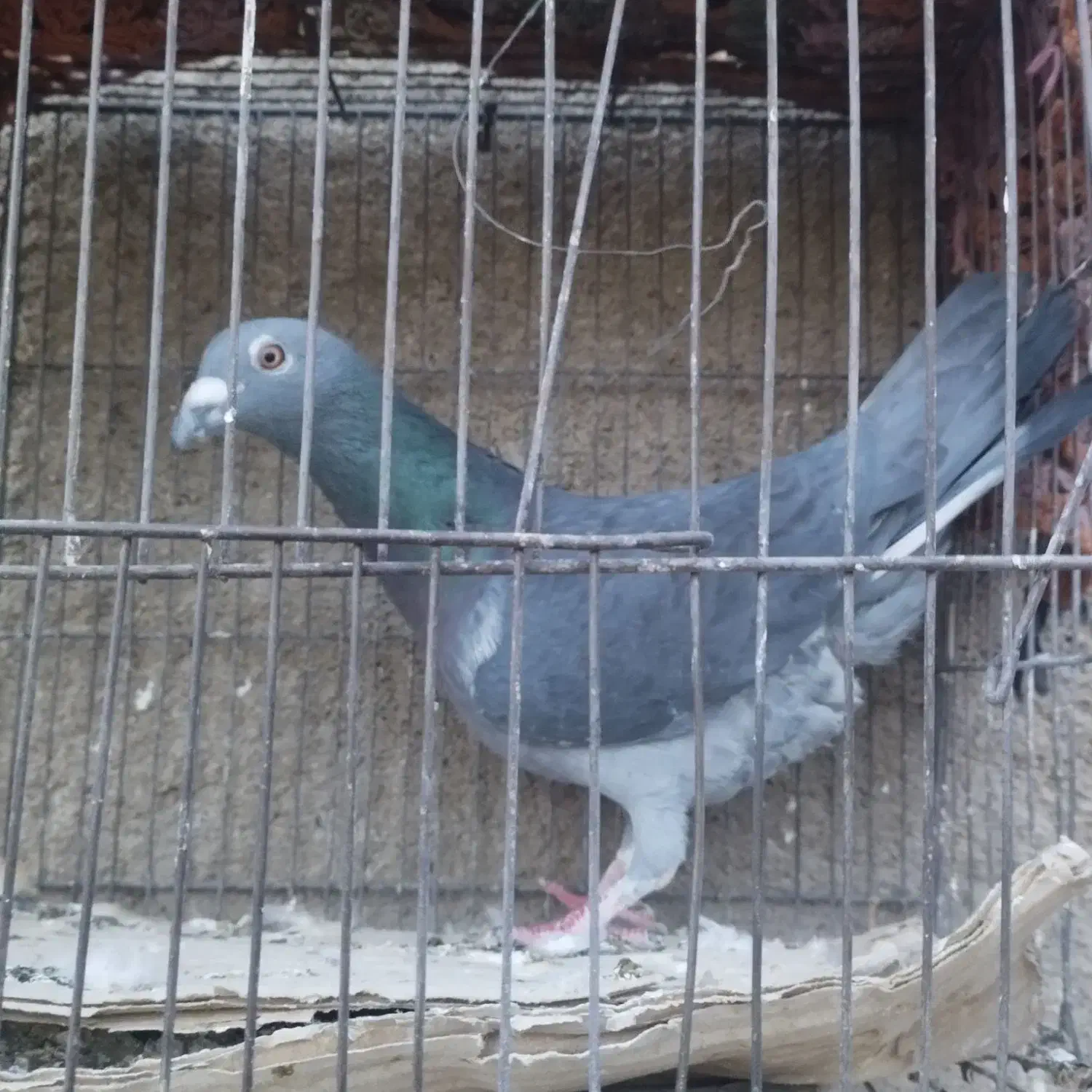 کبوتر نره پلاکی مسافتی چای قشنگ گرفتنی|پرنده|بروجرد, |دیوار