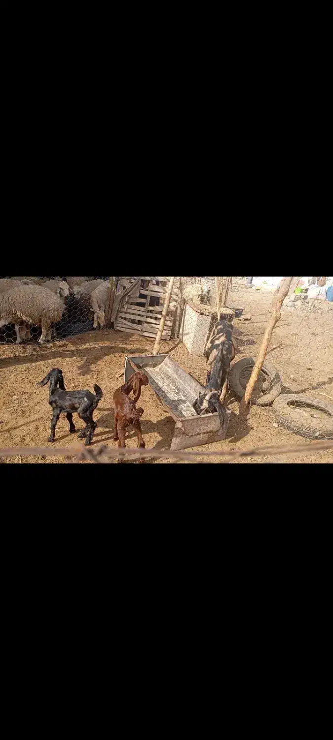 بز با دوتا کره|حیوانات مزرعه|جیرفت, |دیوار