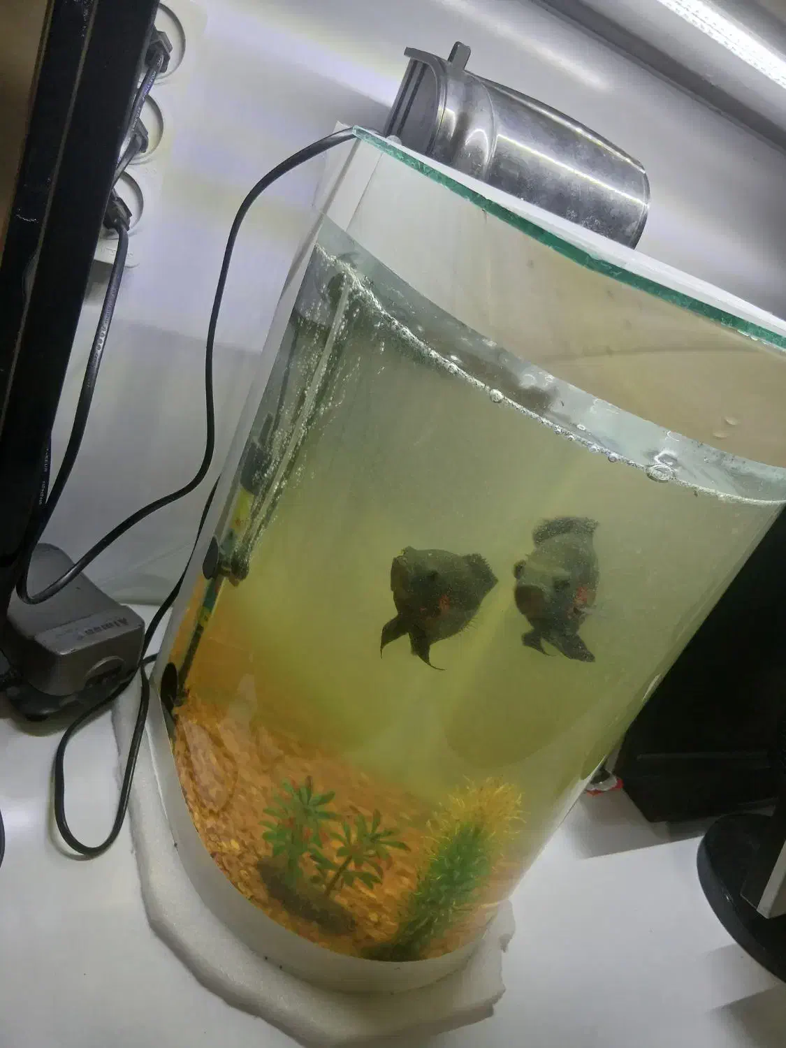 آکواریوم|ماهی|اردبیل, |دیوار