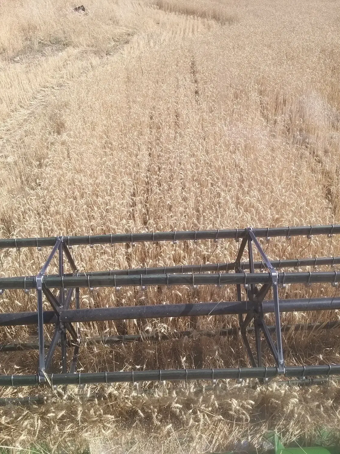 گندم بذردرجه یک اصلاح شده|گل و گیاه طبیعی|مریوان, |دیوار