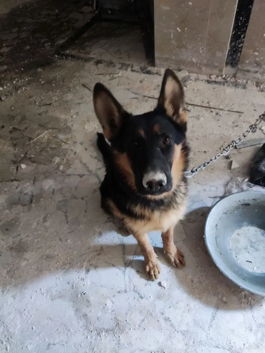 سگ ژرمن|سگ|کرج, باغستان|دیوار