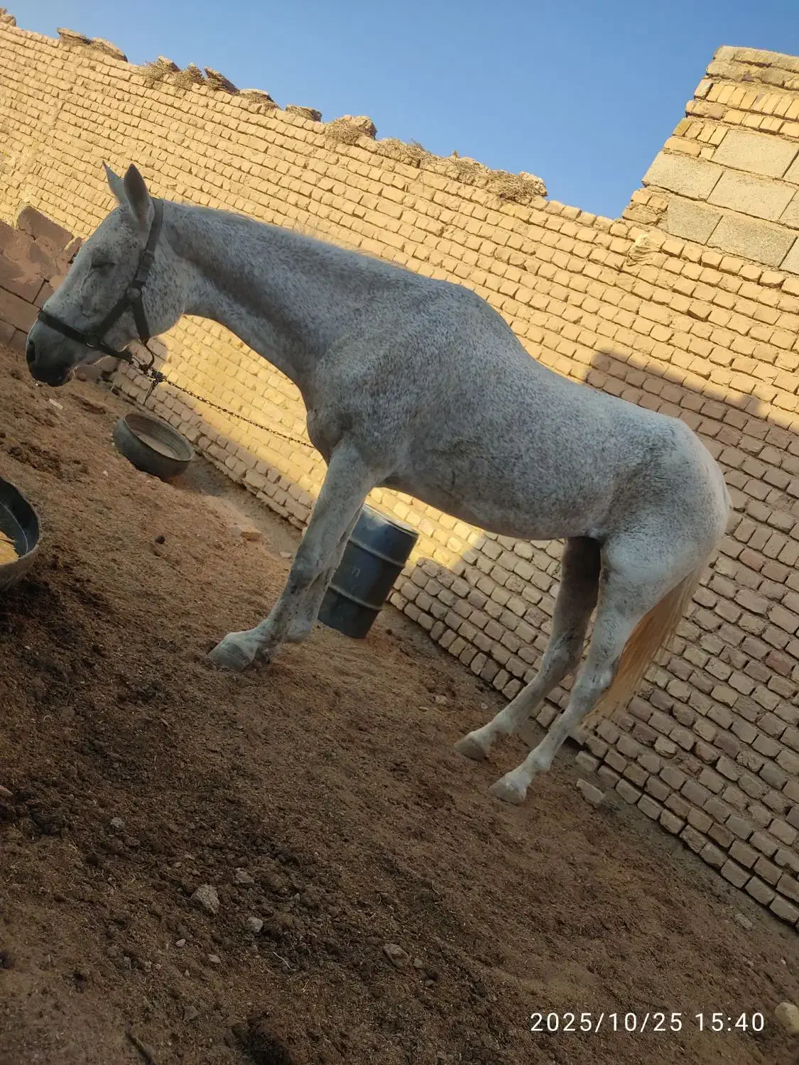 اسب|اسب و تجهیزات اسبسواری|یونسی, |دیوار