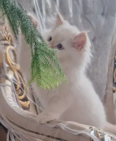 واگذاری گربه|گربه|نیشابور, شهرک فرهنگیان|دیوار