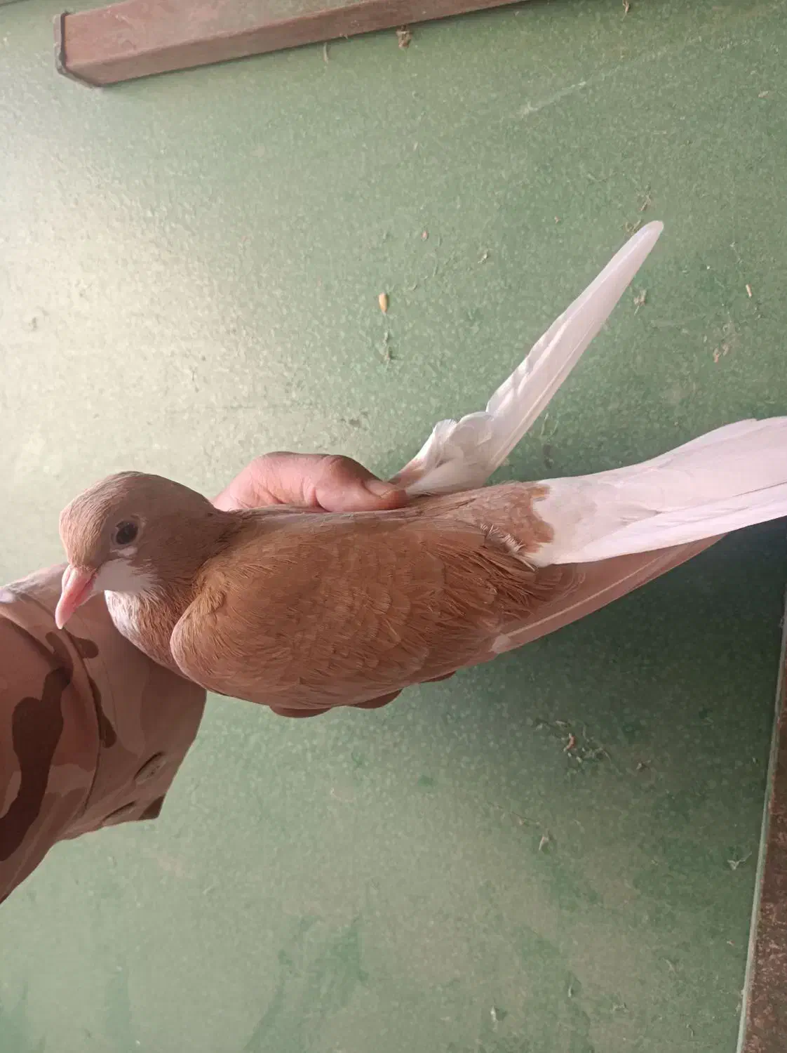 چپ زرد ماده بی عیب|پرنده|شیراز, محمدیه|دیوار