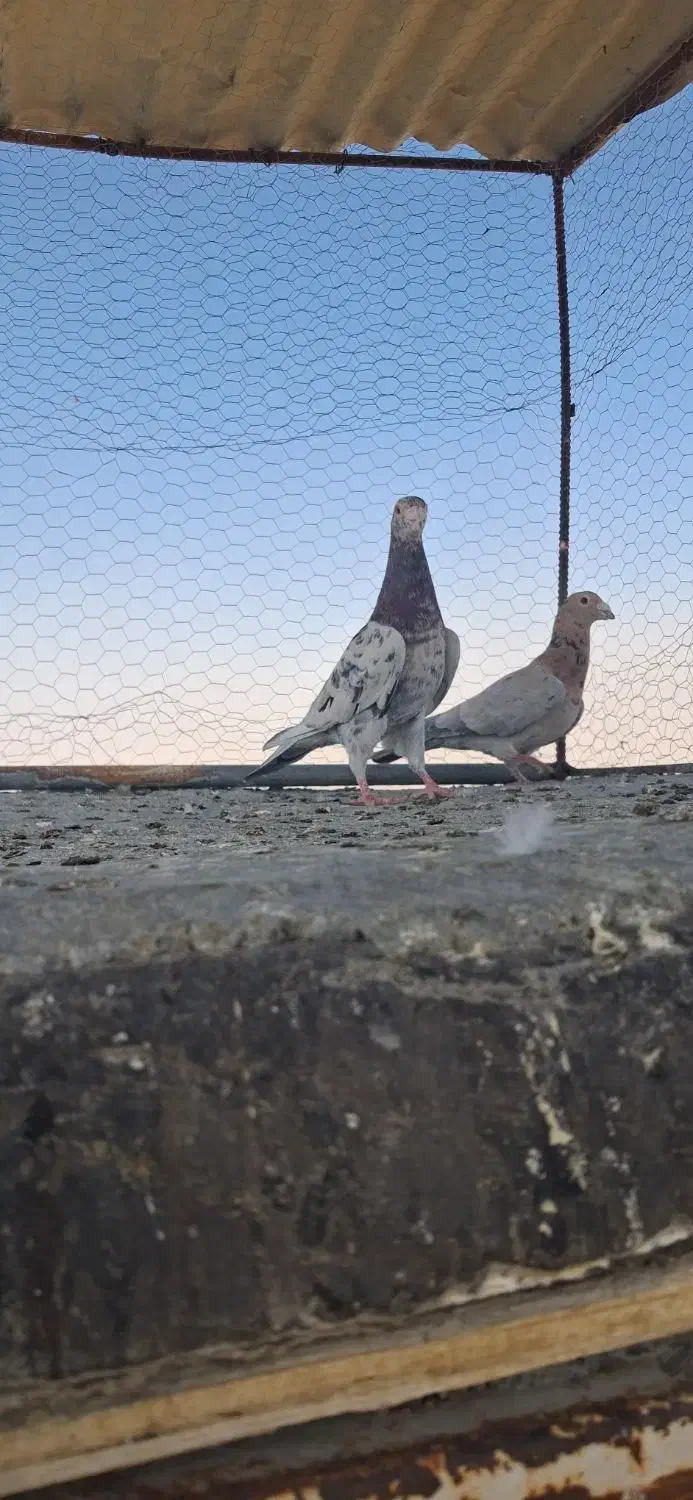 کبوتر سرور|پرنده|فولادشهر, مدیسه|دیوار