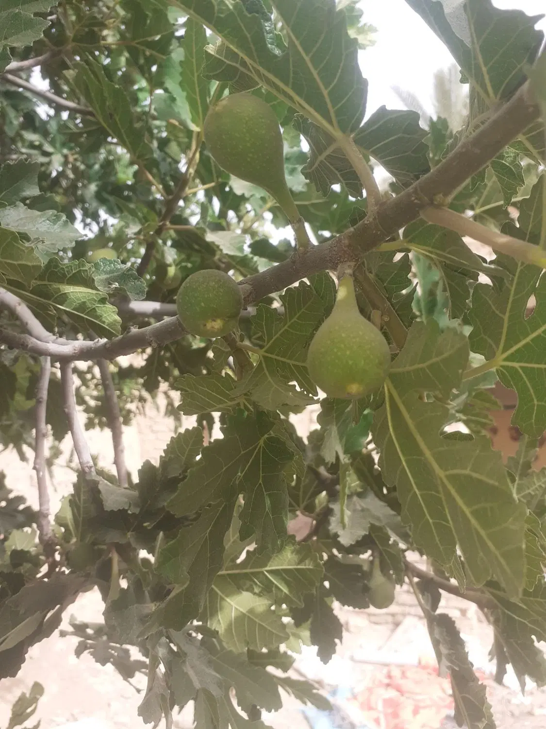 انجیر بر|خدمات باغبانی و درختکاری|شیبکوه (فارس), |دیوار