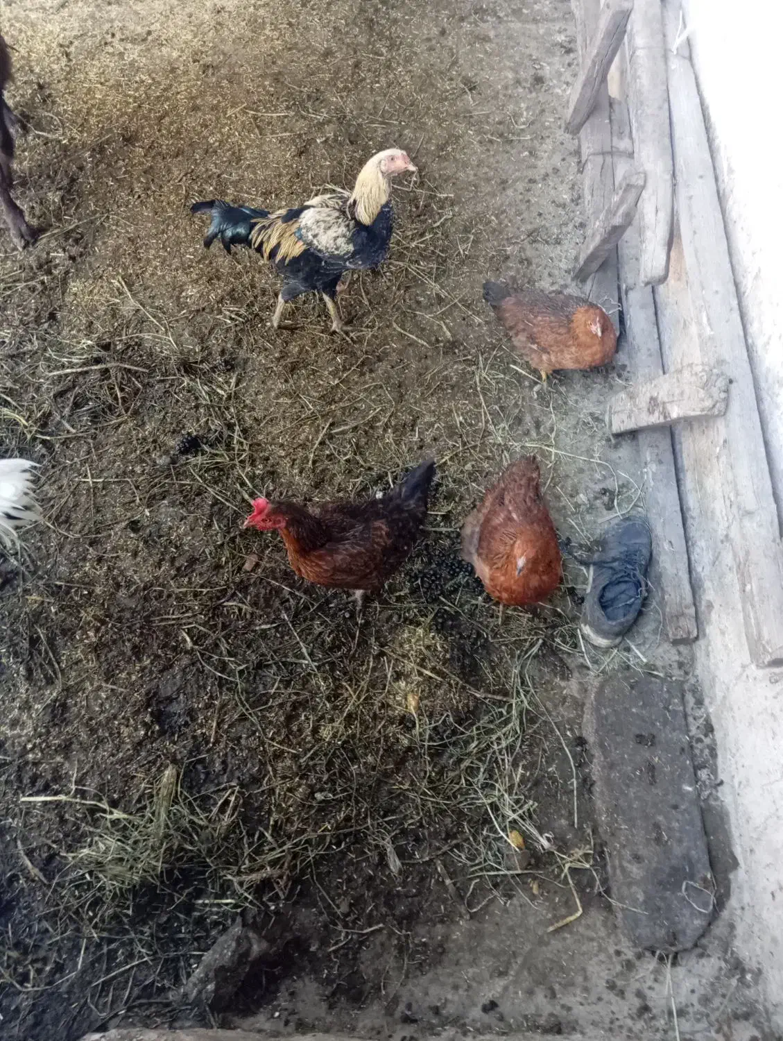 مرغ نوچه|حیوانات مزرعه|مزرعه کتول, |دیوار