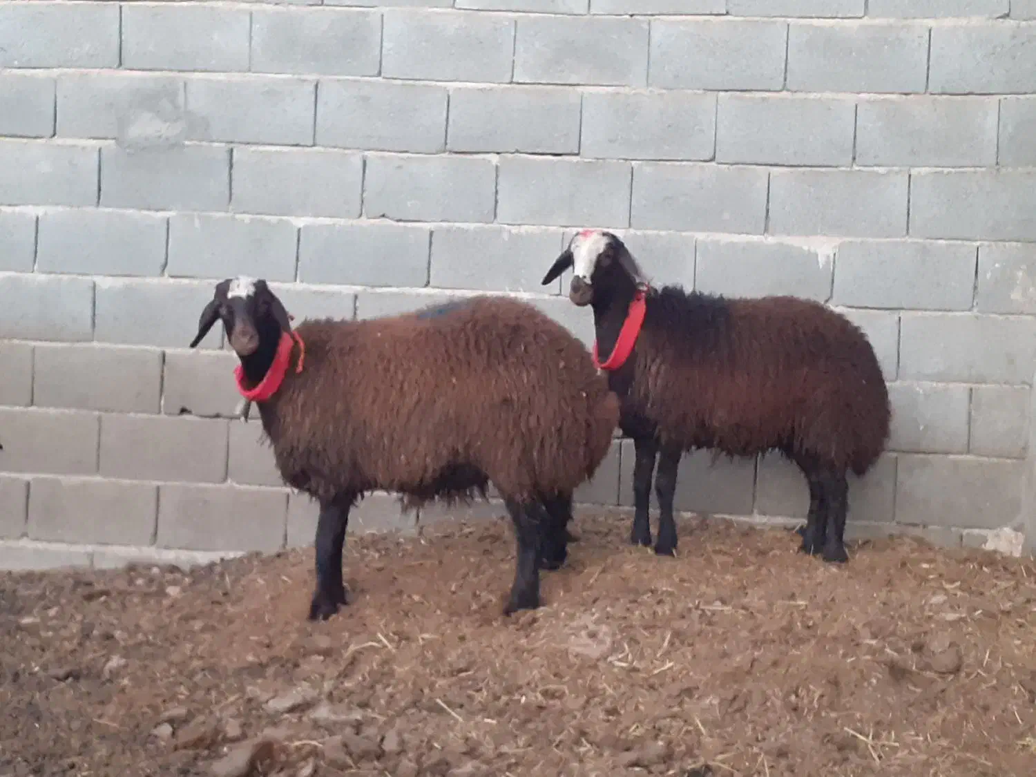 قوچ،بره ماده،میش،بز|حیوانات مزرعه|مبارکه, |دیوار