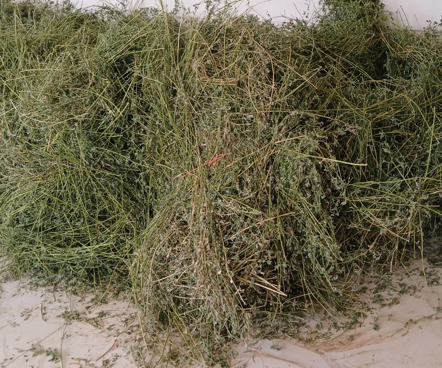 یونجه|خدمات باغبانی و درختکاری|بجنورد, |دیوار
