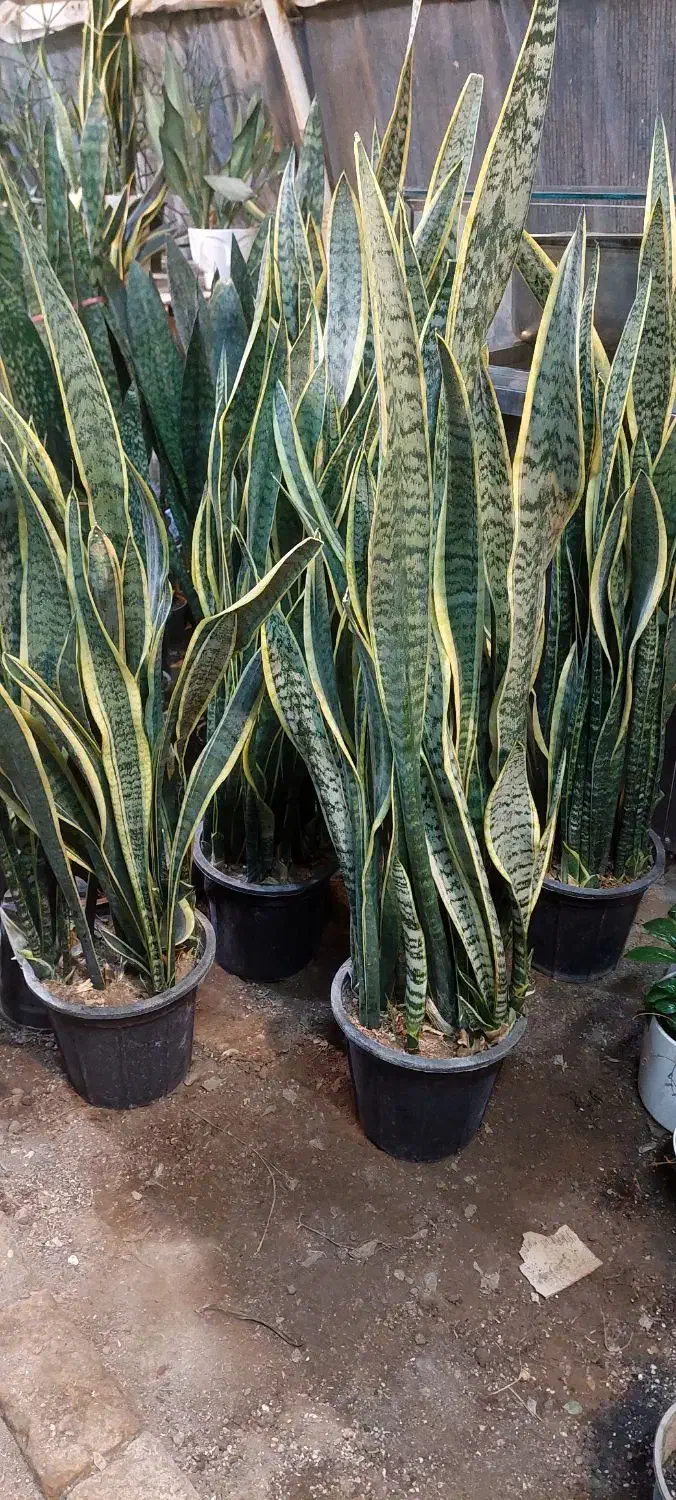 گل افوربیا گندمی|گل و گیاه طبیعی|قم, خداکرم|دیوار