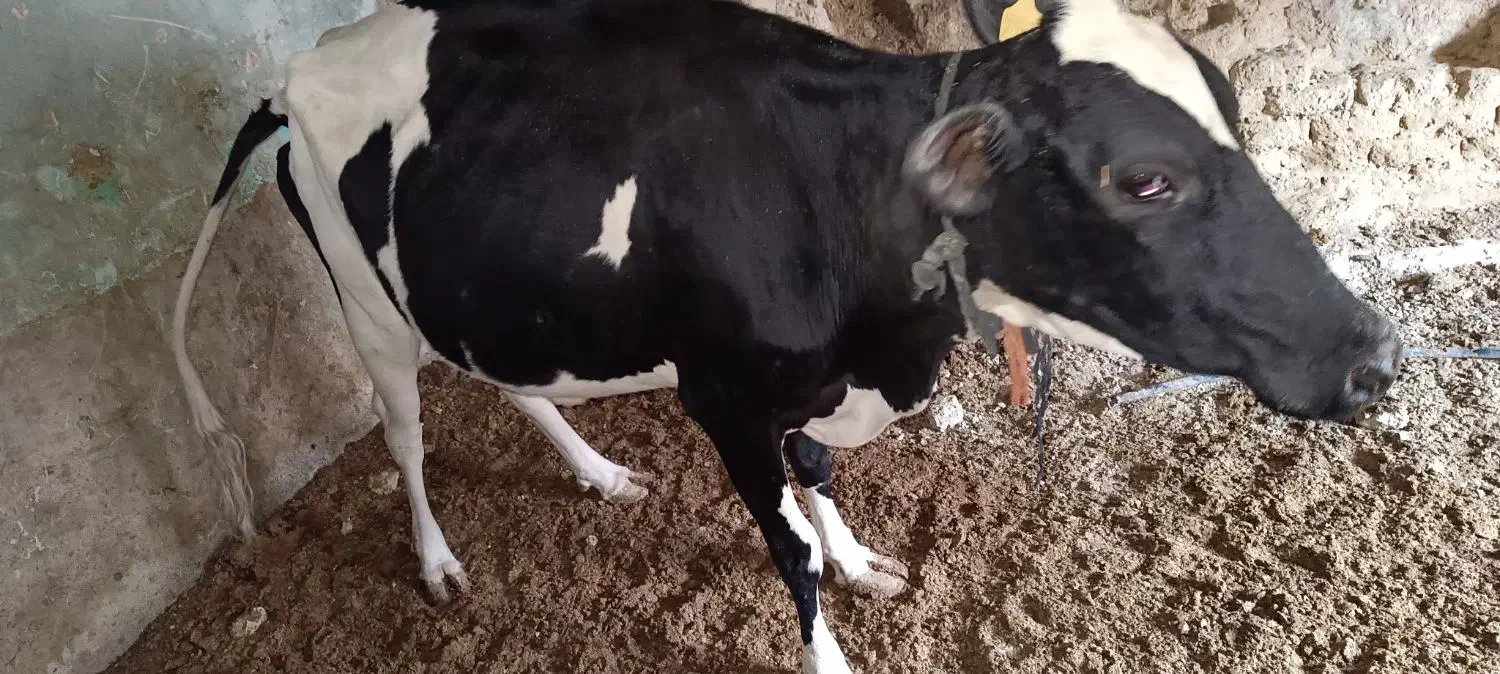 دو گاو شیری|حیوانات مزرعه|سراوان, |دیوار