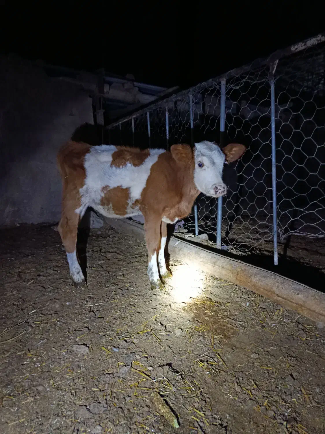 گوساله گاو تلیسه|حیوانات مزرعه|جغتای, |دیوار