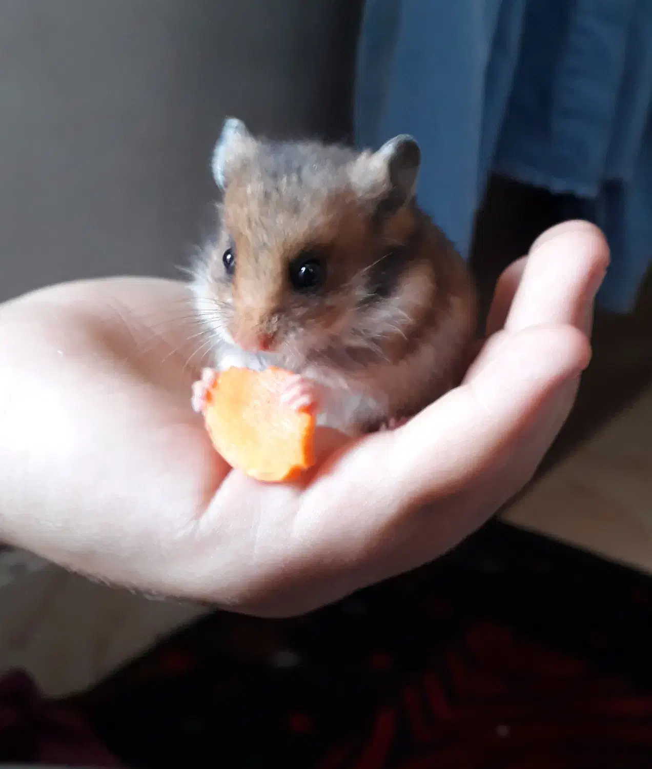 بچه همسترهای بامزه آماده فروش|موش و خرگوش|سمنان, |دیوار