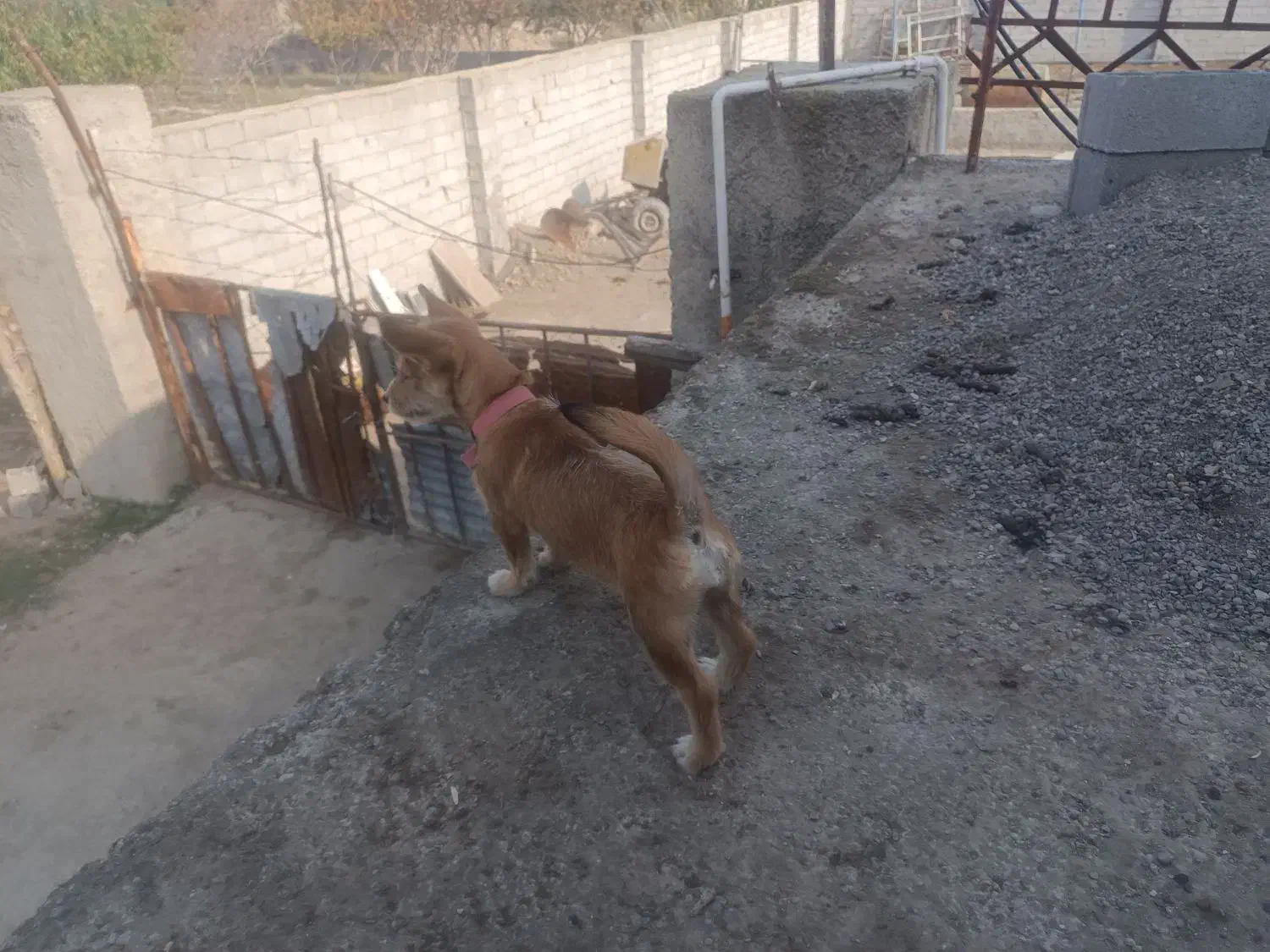 سگ پاکوتاه|سگ|گرگان, |دیوار