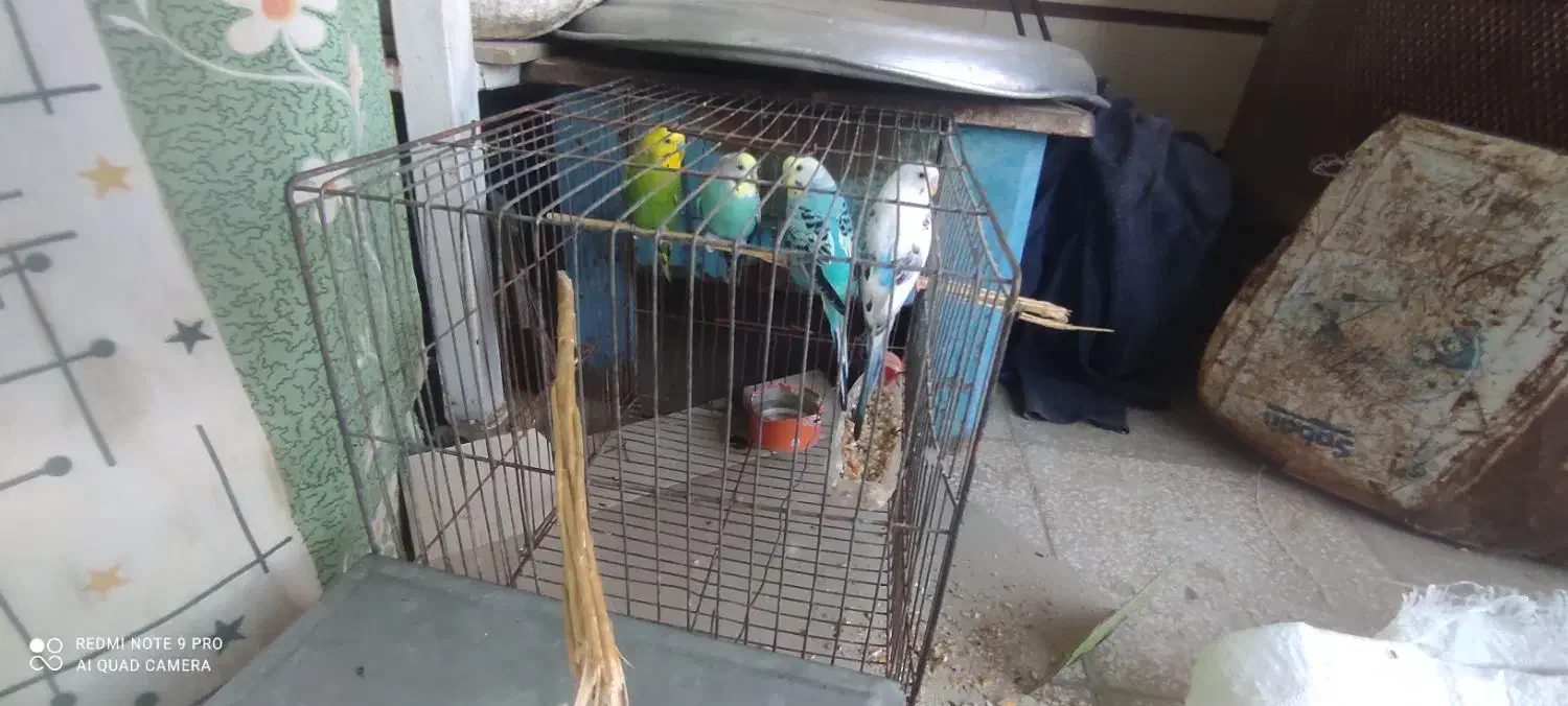 دو جفت مرغ عشق دونه ای ۱۵۰ تومان|پرنده|عطاملک, |دیوار