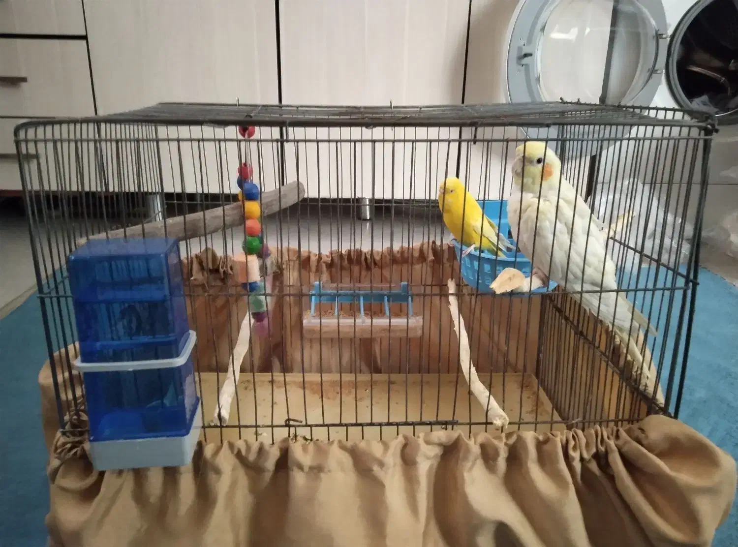 عروس هلندی ماده|پرنده|کهریزک, |دیوار