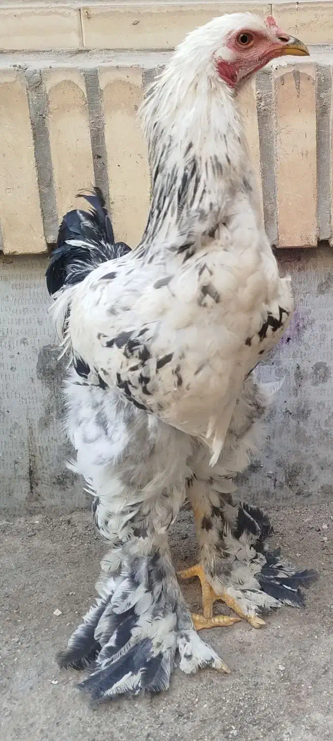 خروس برهما|حیوانات مزرعه|هشتگرد, فاز ۳ مهستان|دیوار