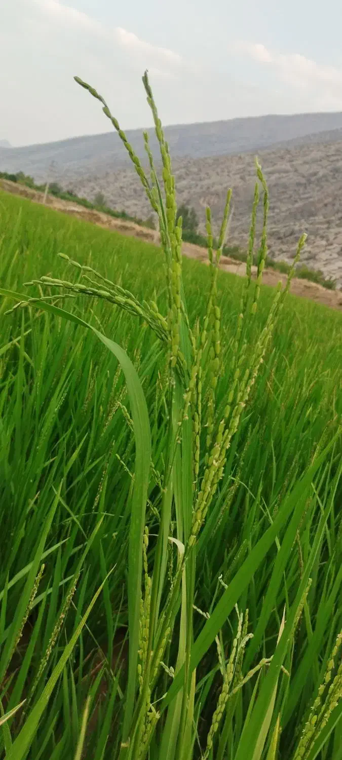 چلتوک برج کامفیروزی درج 1|عمدهفروشی|درودزن, |دیوار