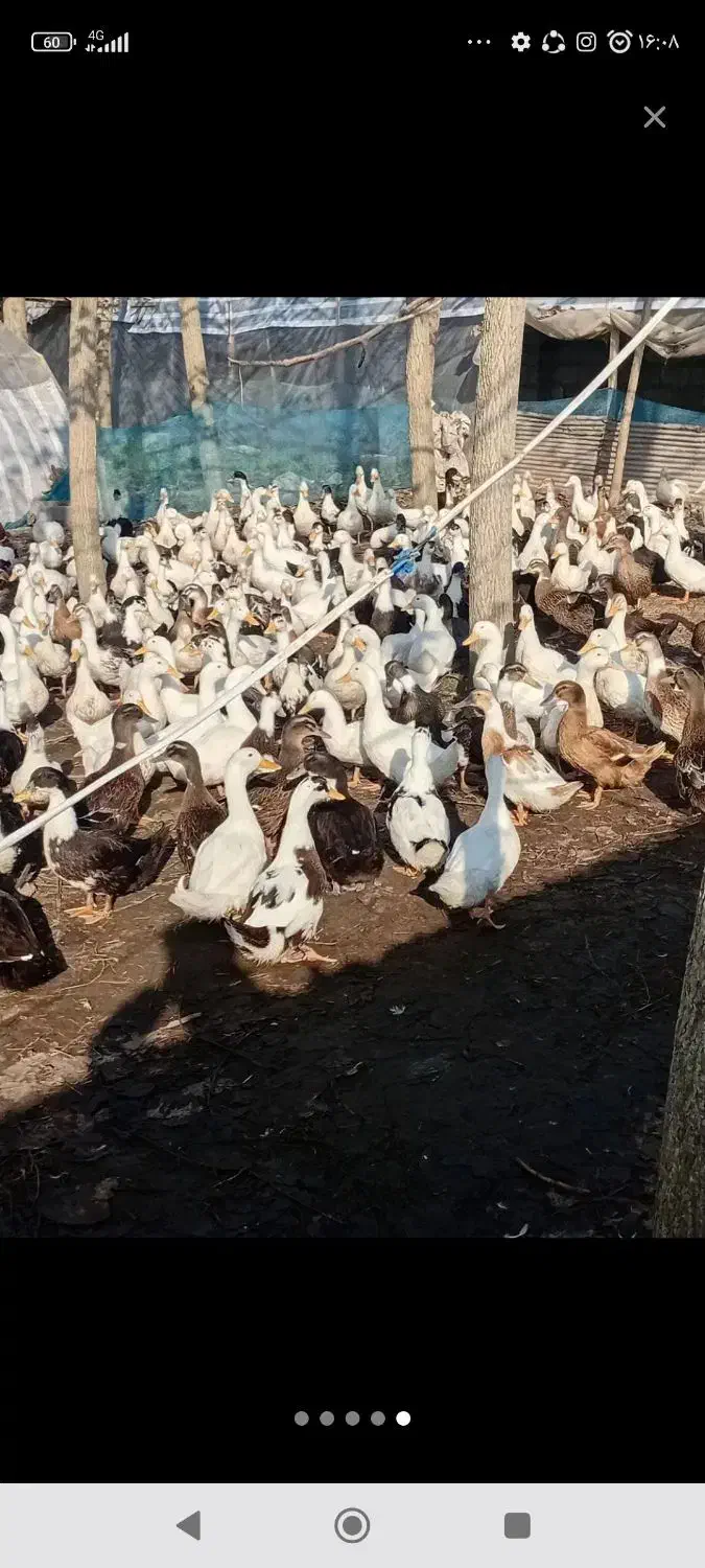 فروش اردک گوشتی وزن بالا|حیوانات مزرعه|بیرانوند, |دیوار