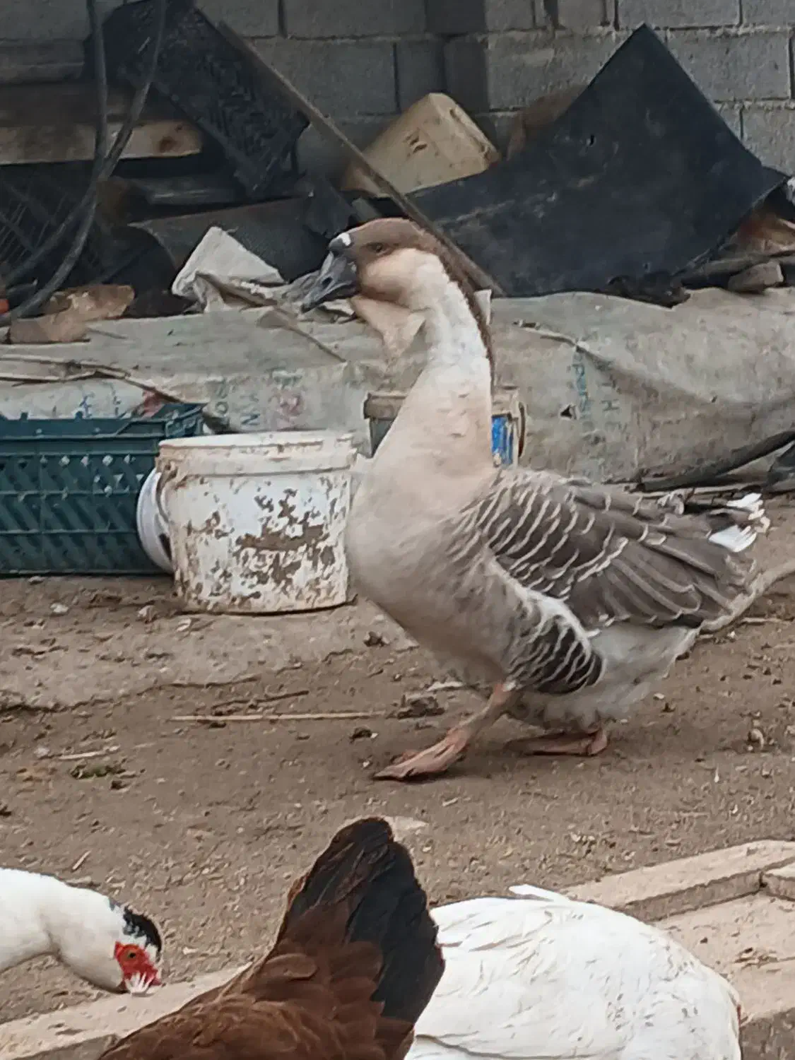 قوغاز اصیل|حیوانات مزرعه|سورک, |دیوار