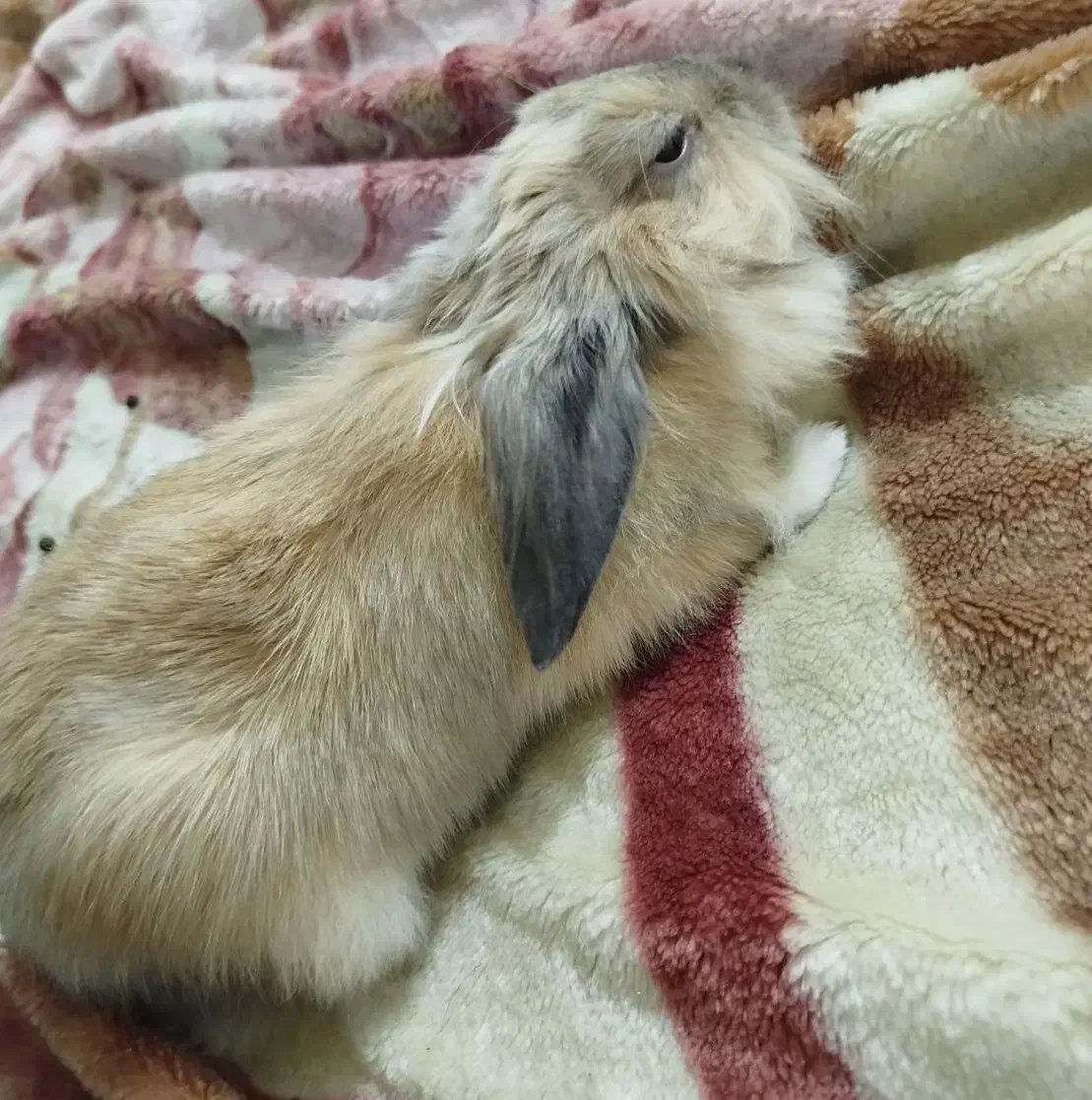 خرگوش|موش و خرگوش|تبریز, |دیوار