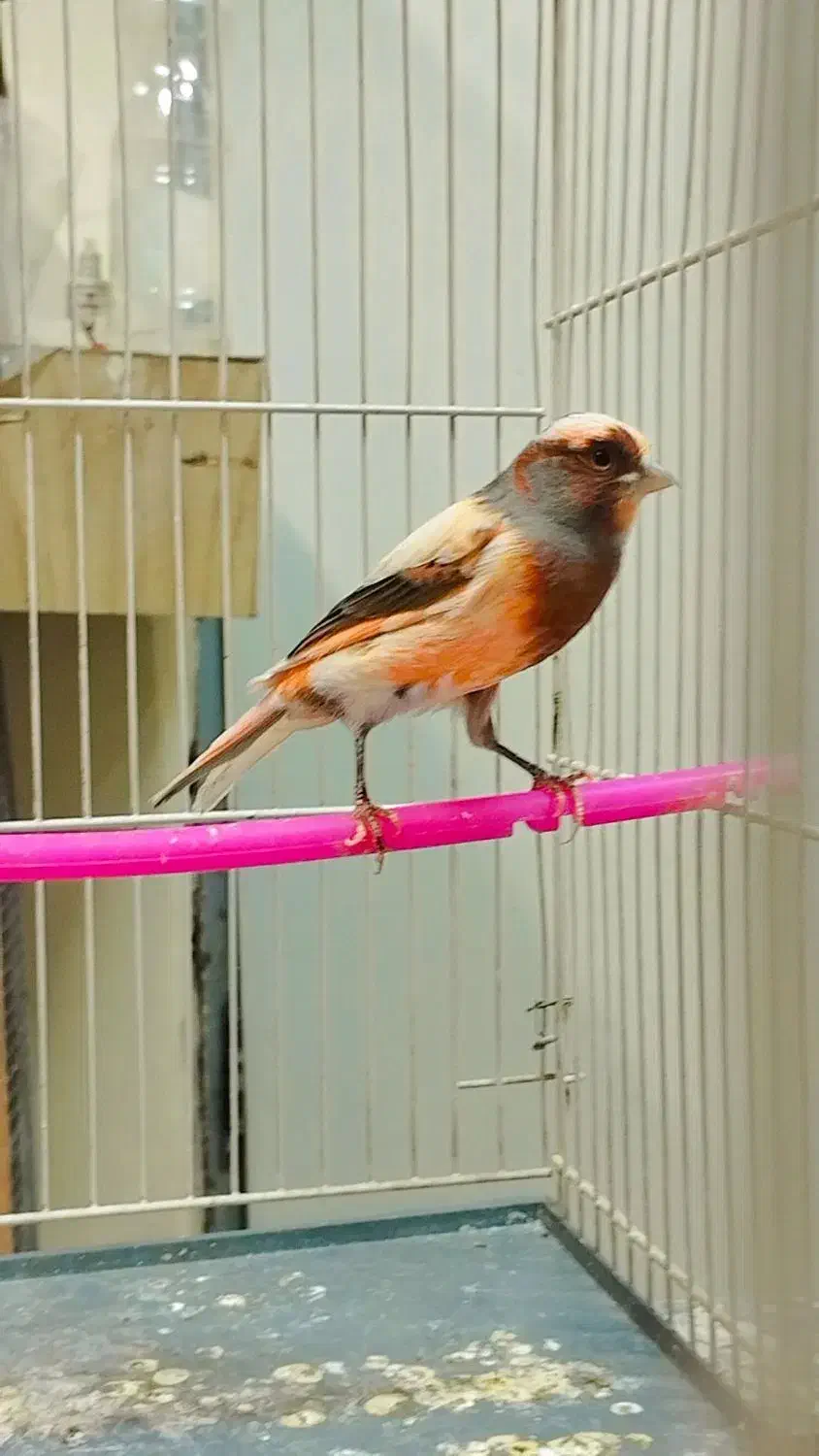 قناری جیبوس نرپرتغالی سرخ سهره رنگ همه بخون|پرنده|مشهد, گلشور|دیوار