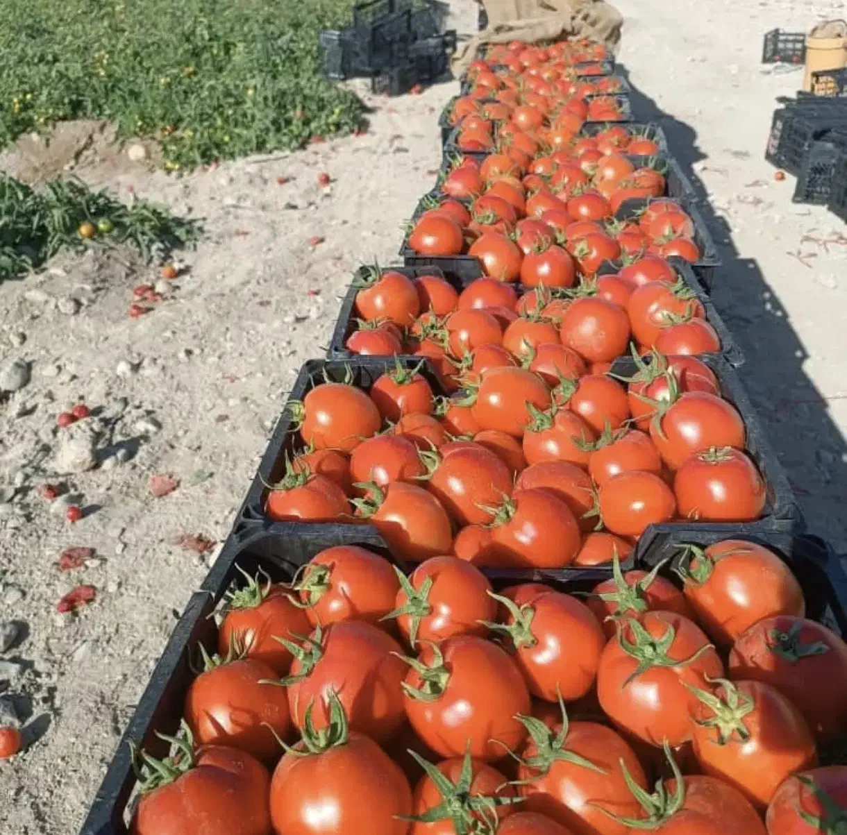 اجاره زمین کشاورزی رودبار جنوب|اجارهٔ دفتر صنعتی، کشاورزی، تجاری|جیرفت, |دیوار