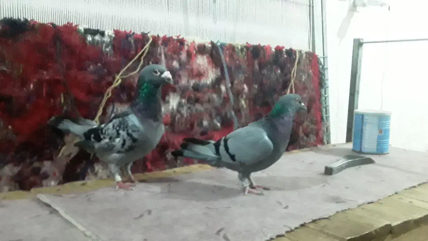 کفتر|پرنده|تبریز, |دیوار