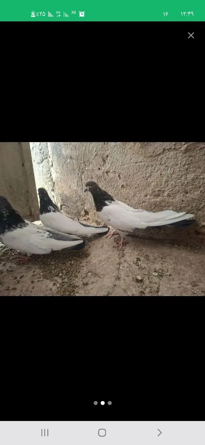 حیوانات|پرنده|لالجین, |دیوار