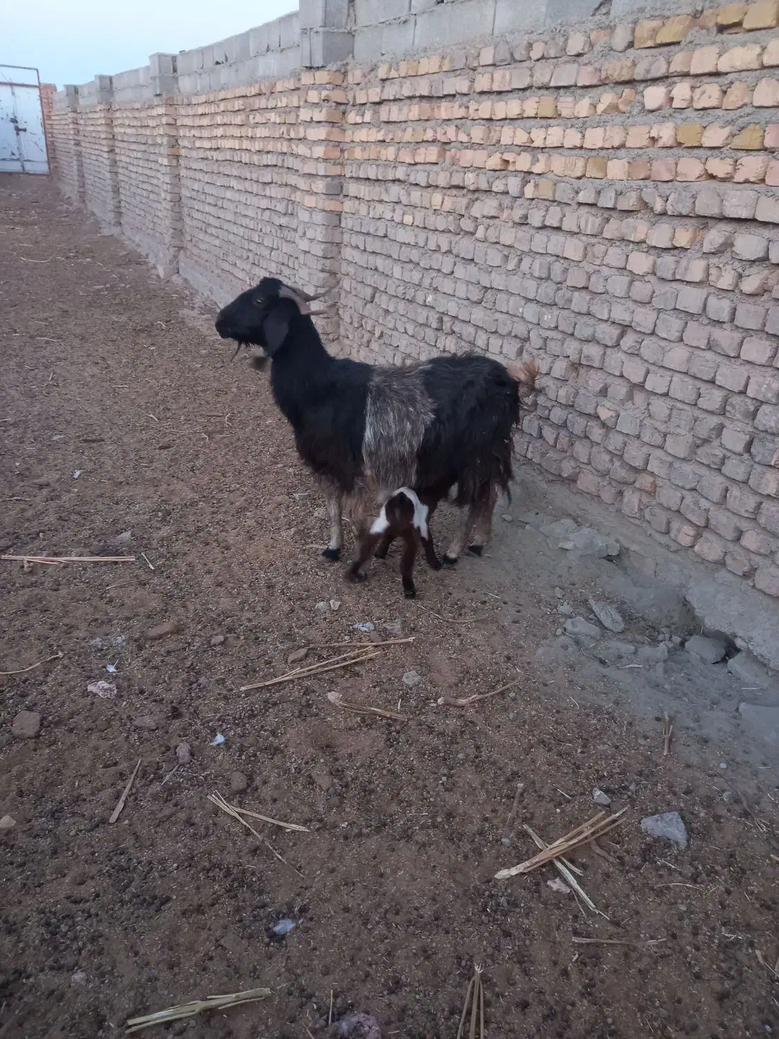 دوعدد بز شیری|حیوانات مزرعه|عطاملک, |دیوار