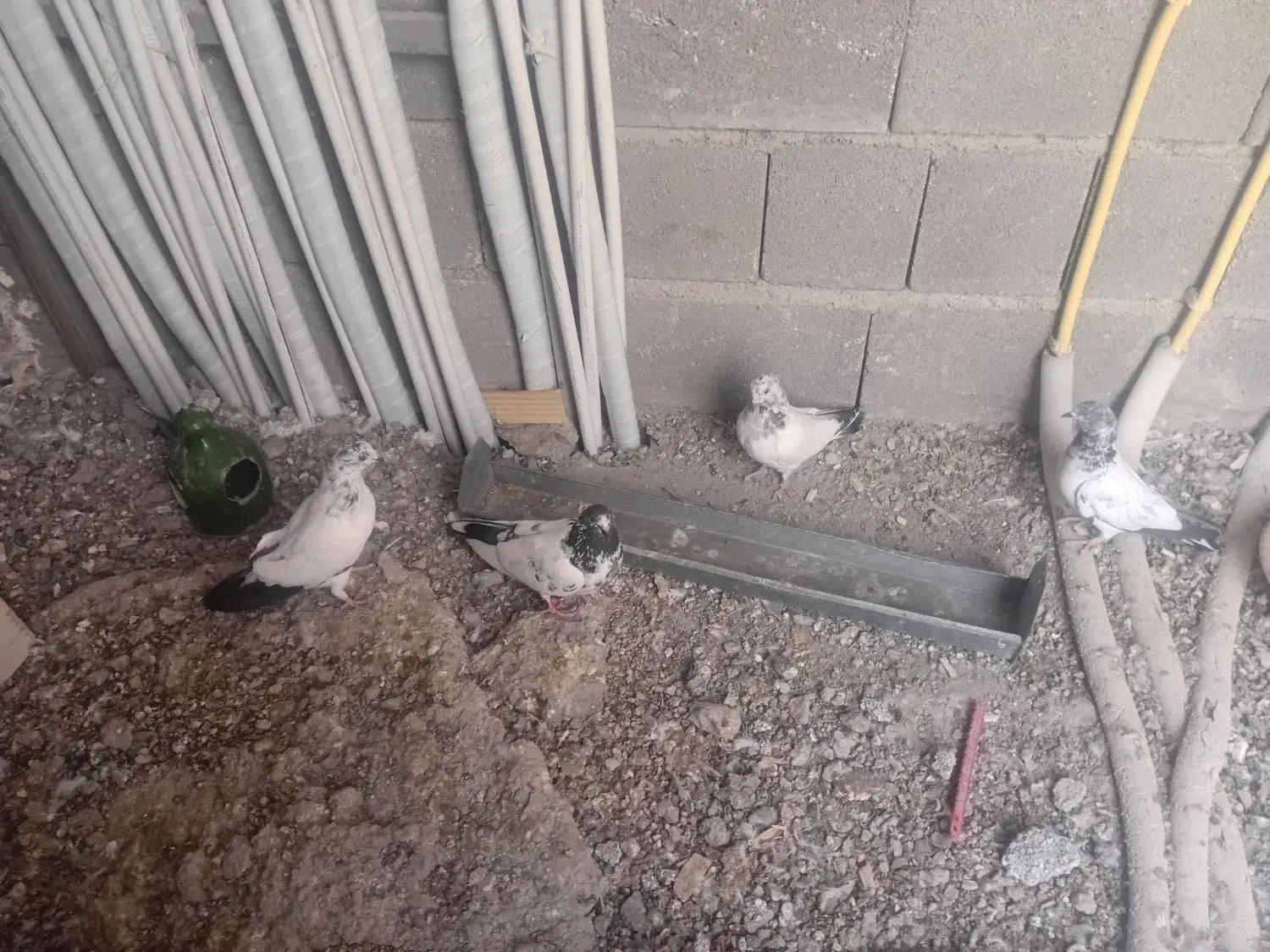 کفتر کله دم سبز|پرنده|کرج, کوی مهر|دیوار