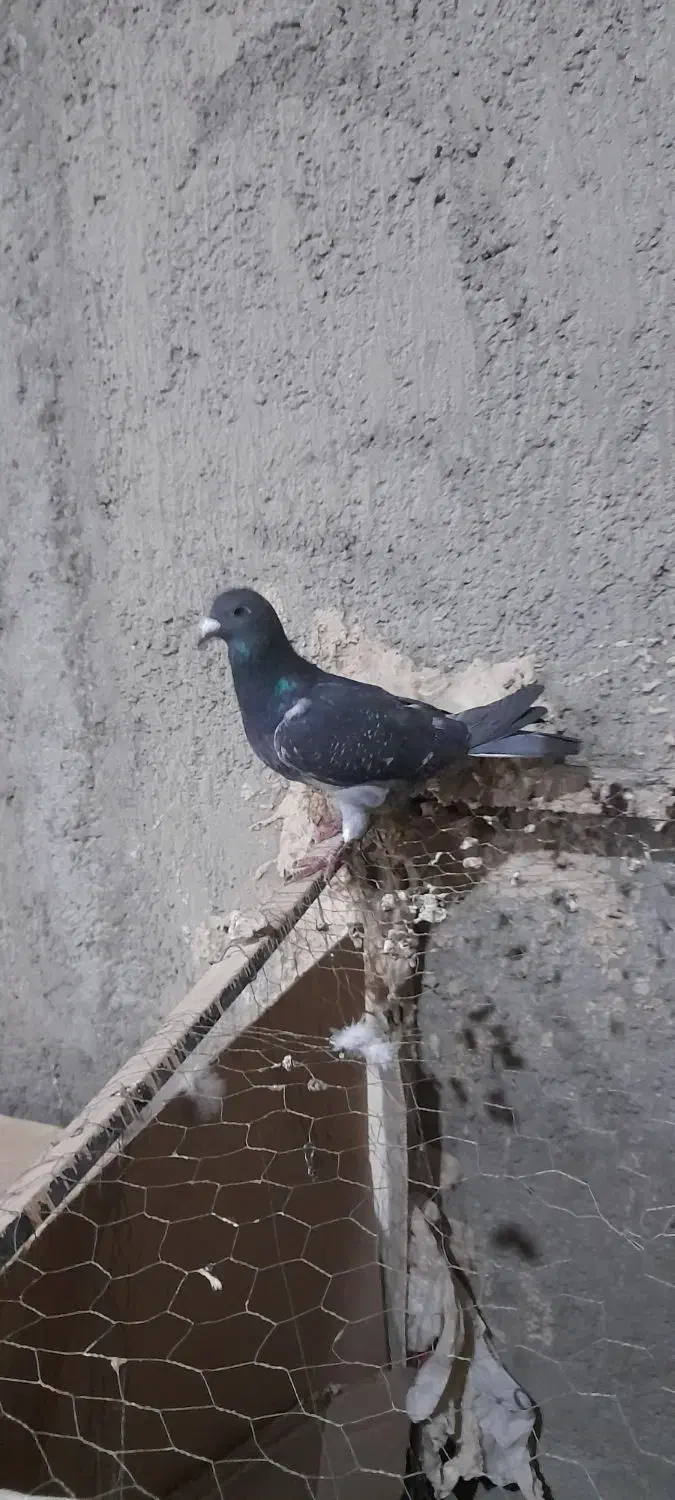 پلاکی خوب|پرنده|تبریز, |دیوار