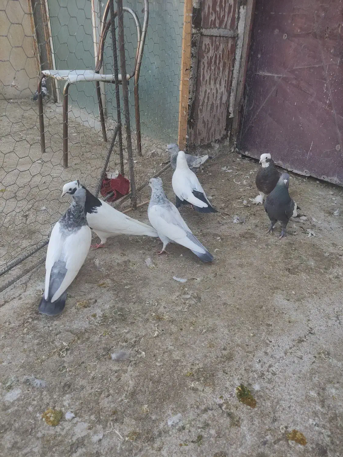 بهبهانی درجه یک|پرنده|شیراز, تندگویان|دیوار
