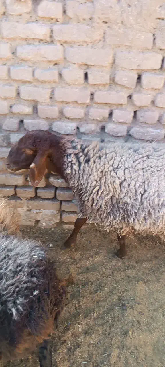 میش هترو|حیوانات مزرعه|مه ولات, |دیوار