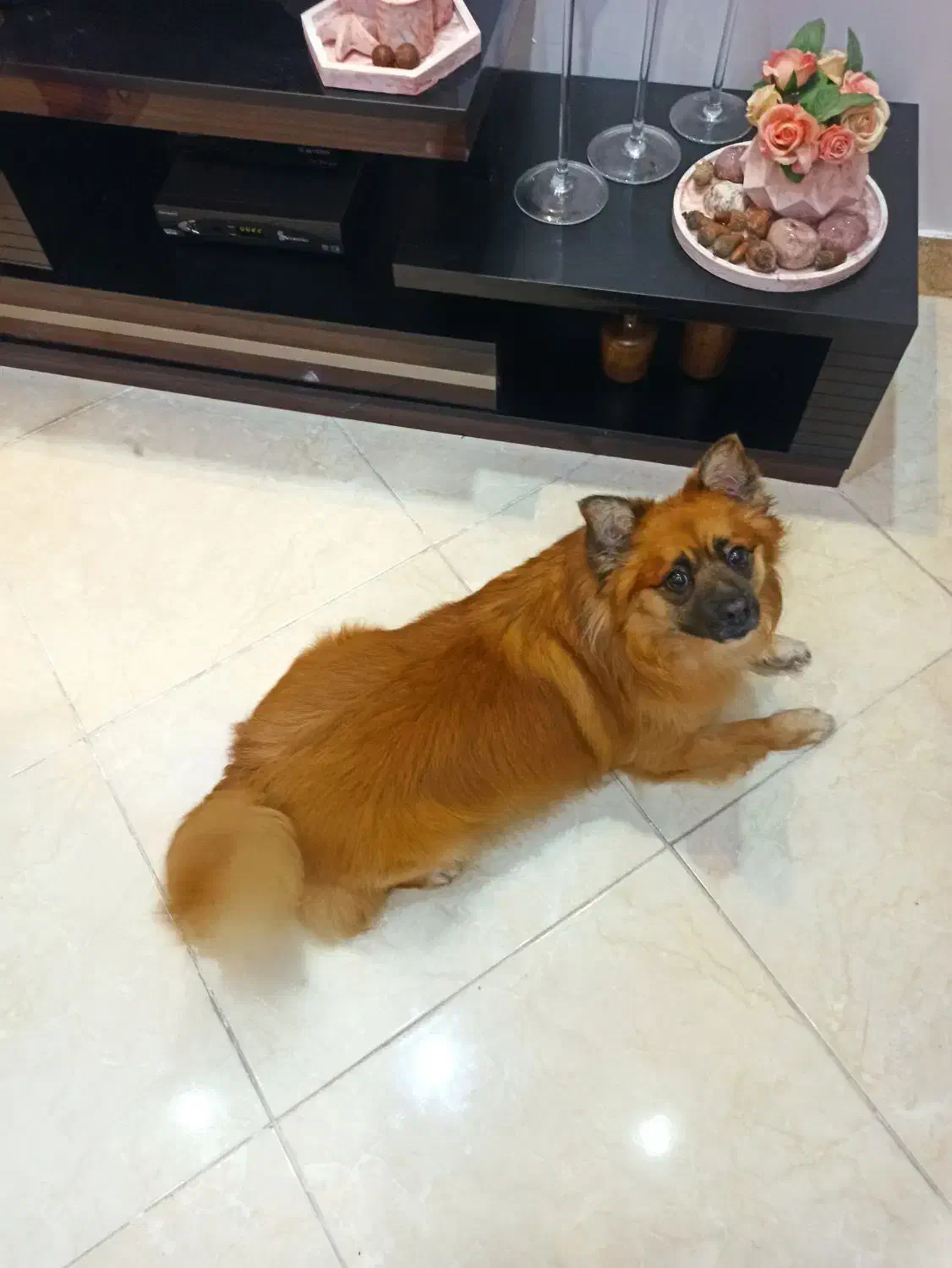 گمشده|سگ|لاهیجان, شیشه گران|دیوار