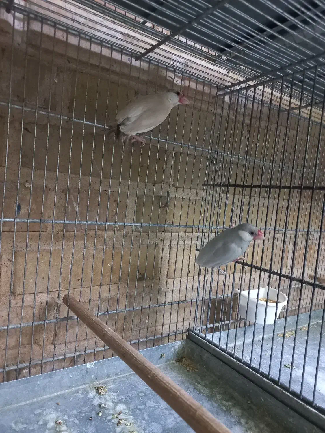 فنچ نرگسی مولد،  گلبسر گهنه|پرنده|بجنورد, |دیوار