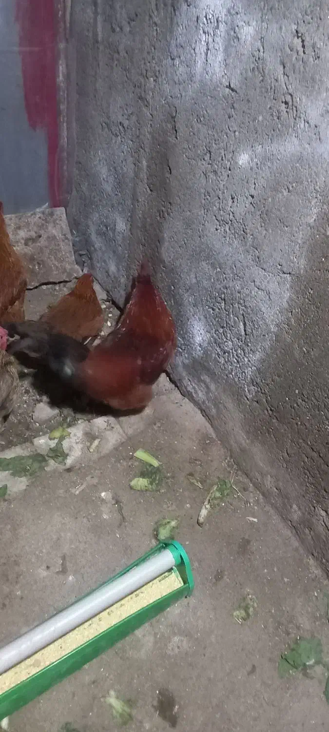 خروس محلی جوان|حیوانات مزرعه|محمدشهر, ولدآباد|دیوار