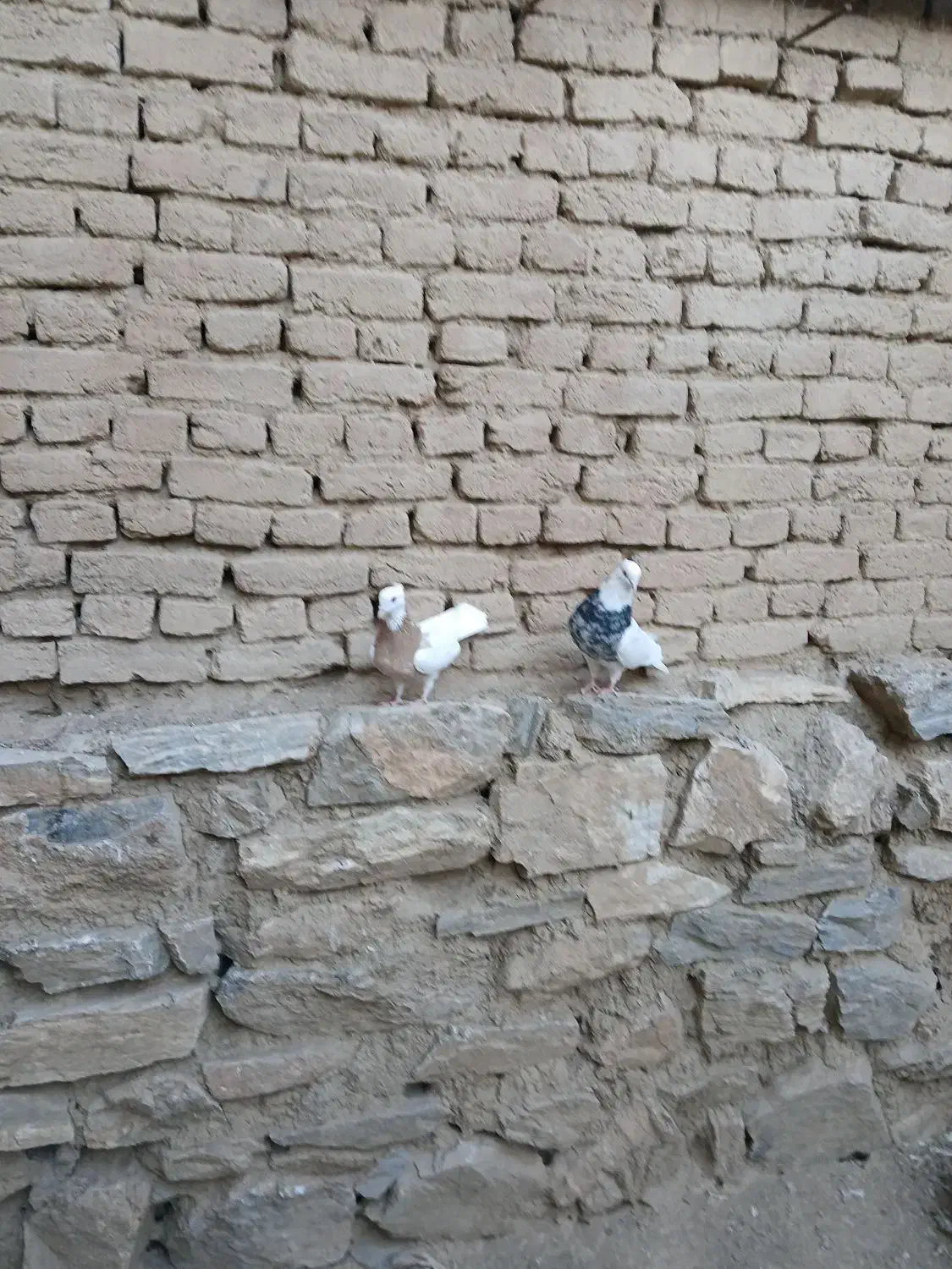 طوقی|پرنده|اسدآباد, |دیوار