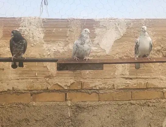 حیون غریب گیری|پرنده|پاکدشت, حصار امیر|دیوار