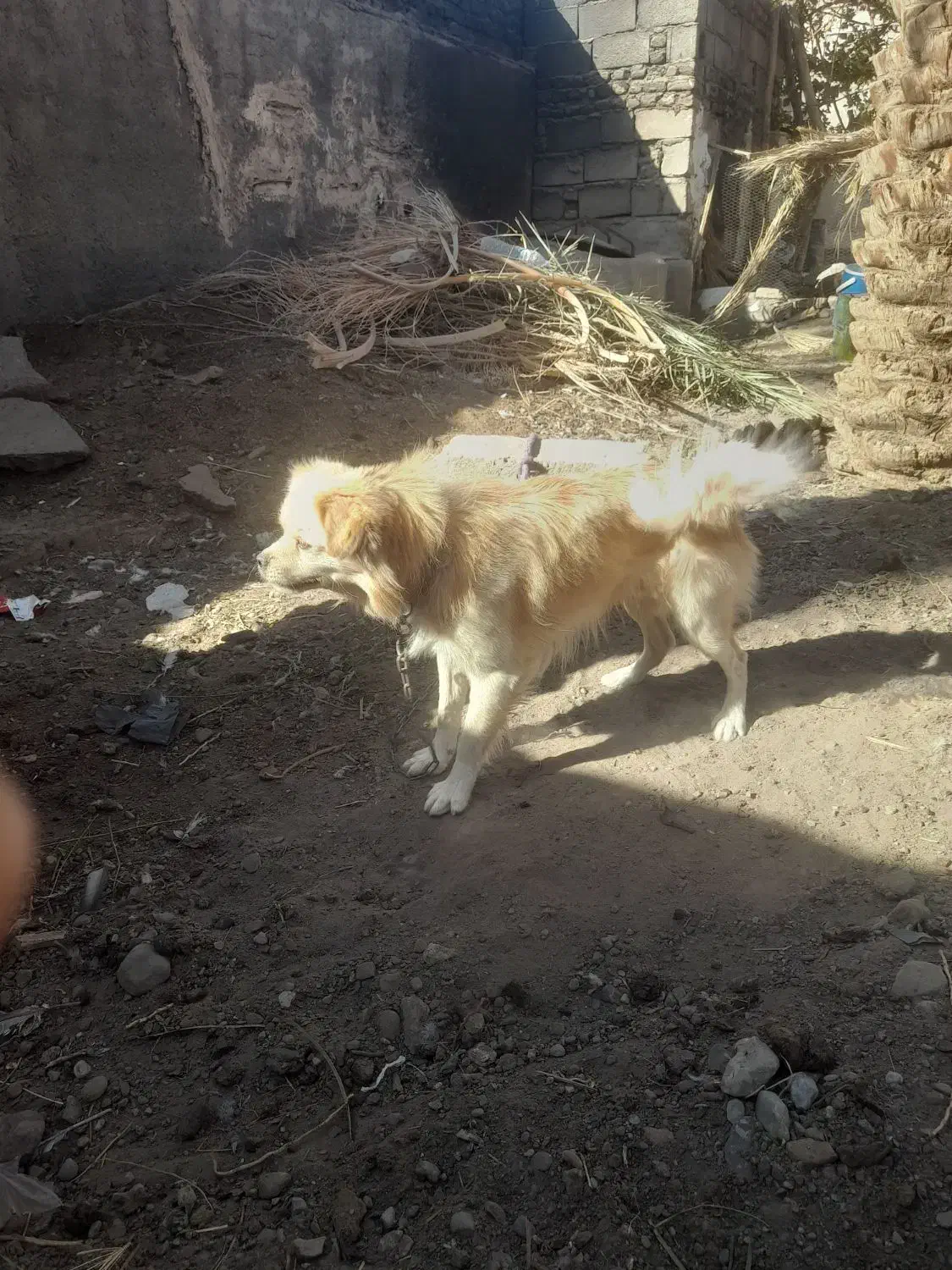 سگ پا کوتاه|سگ|بم, |دیوار