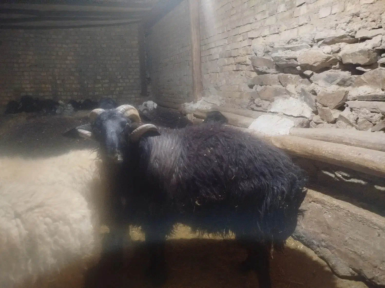 قوچ|حیوانات مزرعه|ساروق, |دیوار