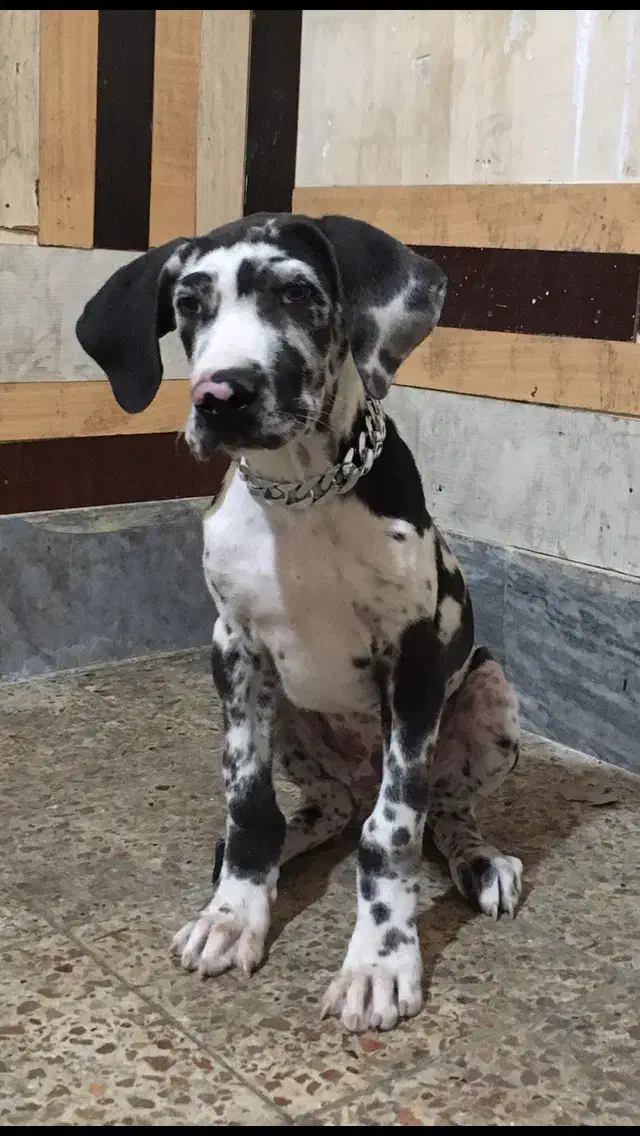 سگ گارد|سگ|شاهرود, |دیوار