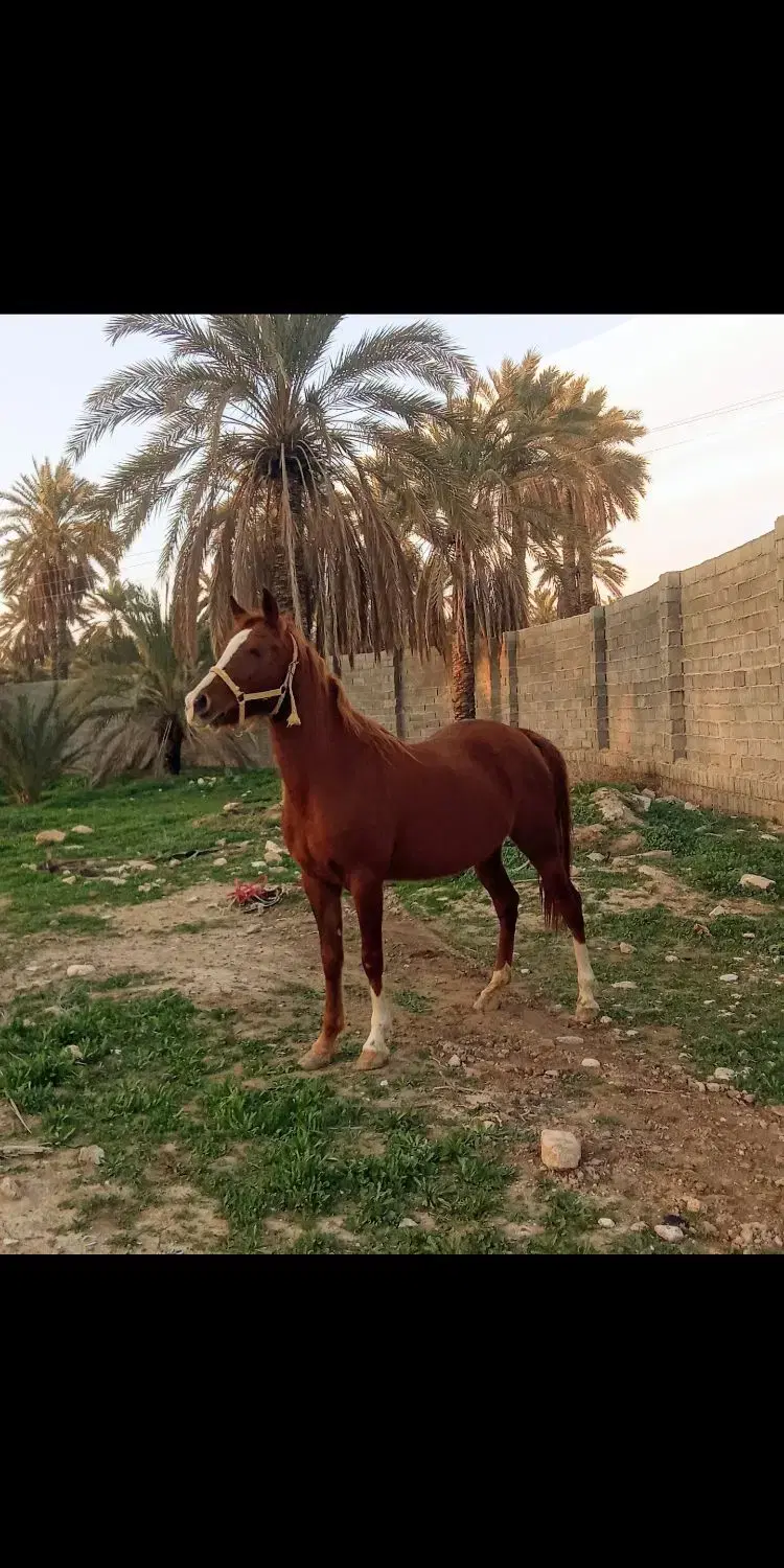 اسب|اسب و تجهیزات اسبسواری|جهرم, |دیوار