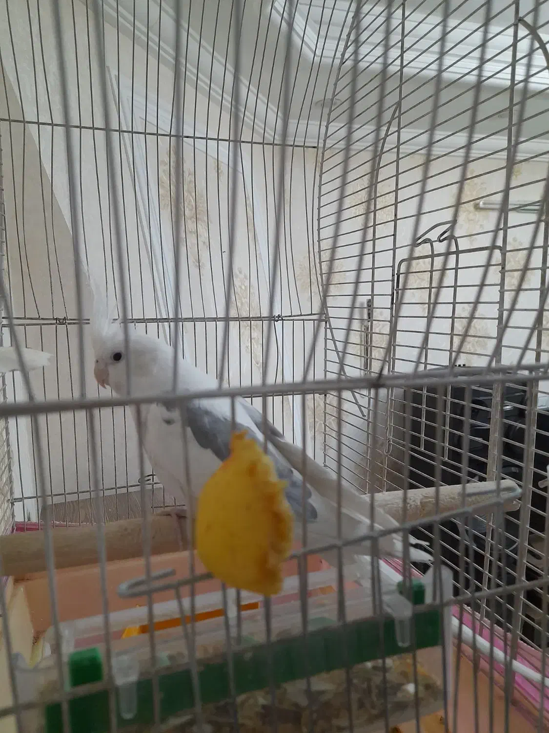 عروس هلندی|پرنده|مشکین‌دشت, |دیوار