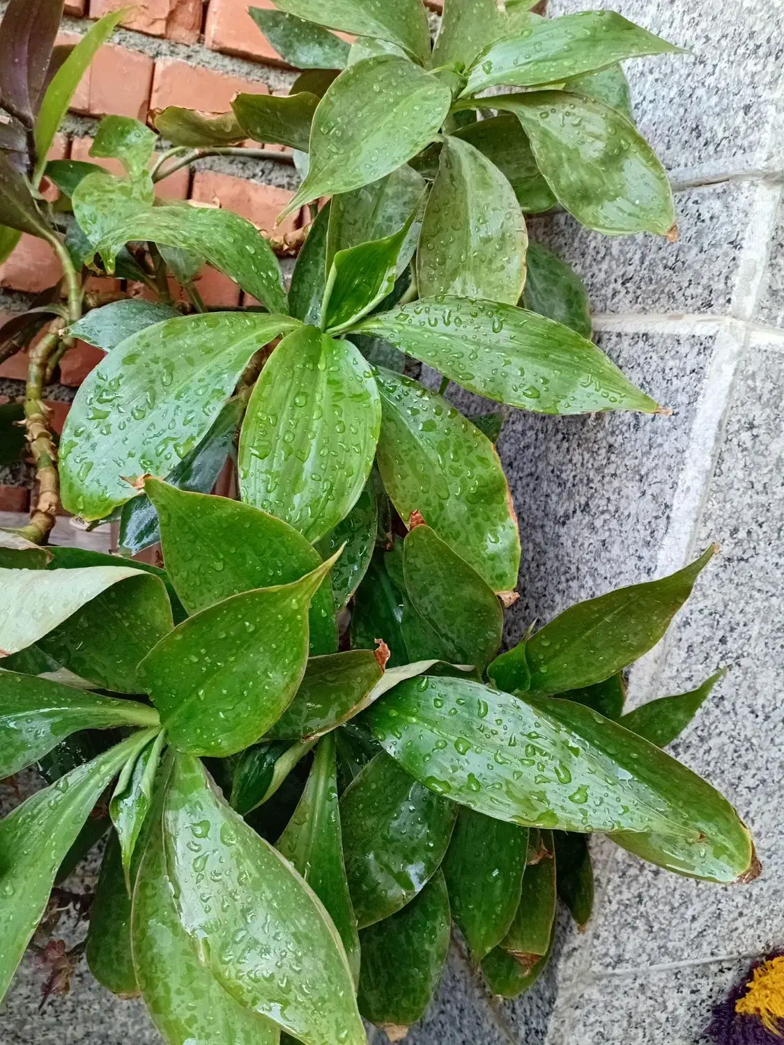 گلهای طبیعی یکی ۵۰تومن|گل و گیاه طبیعی|نقده, |دیوار