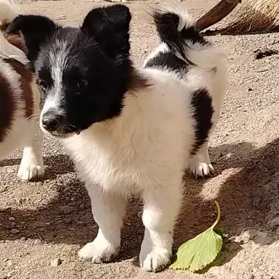 سگ پاپی|سگ|تربت‌حیدریه, باغ سلطانی|دیوار