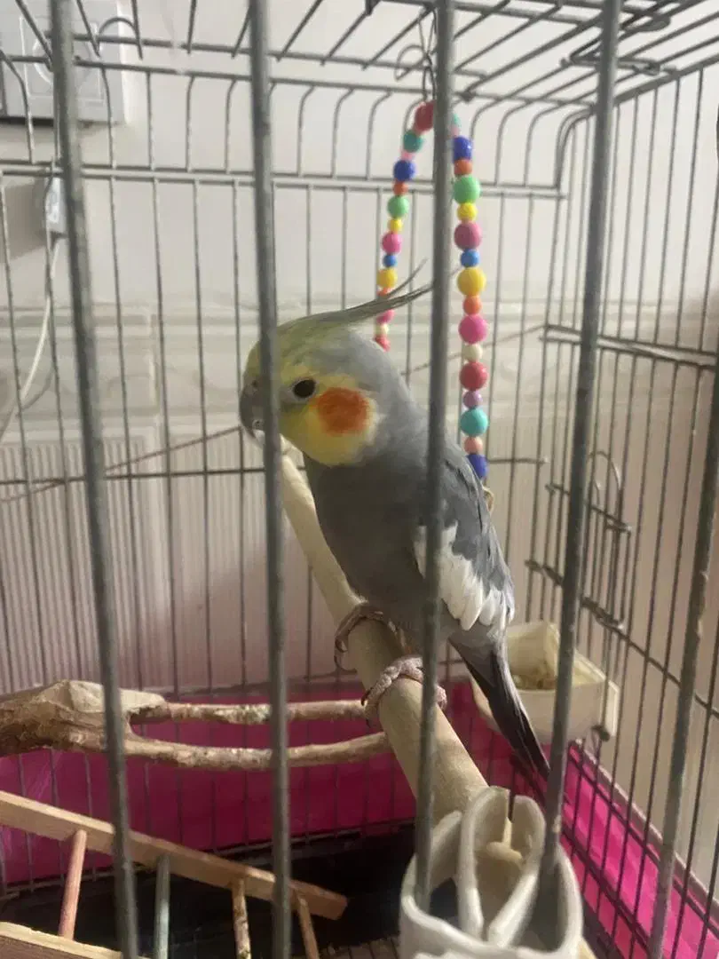 عروس هلندی نر و ماده|پرنده|قرچک, باقرآباد|دیوار