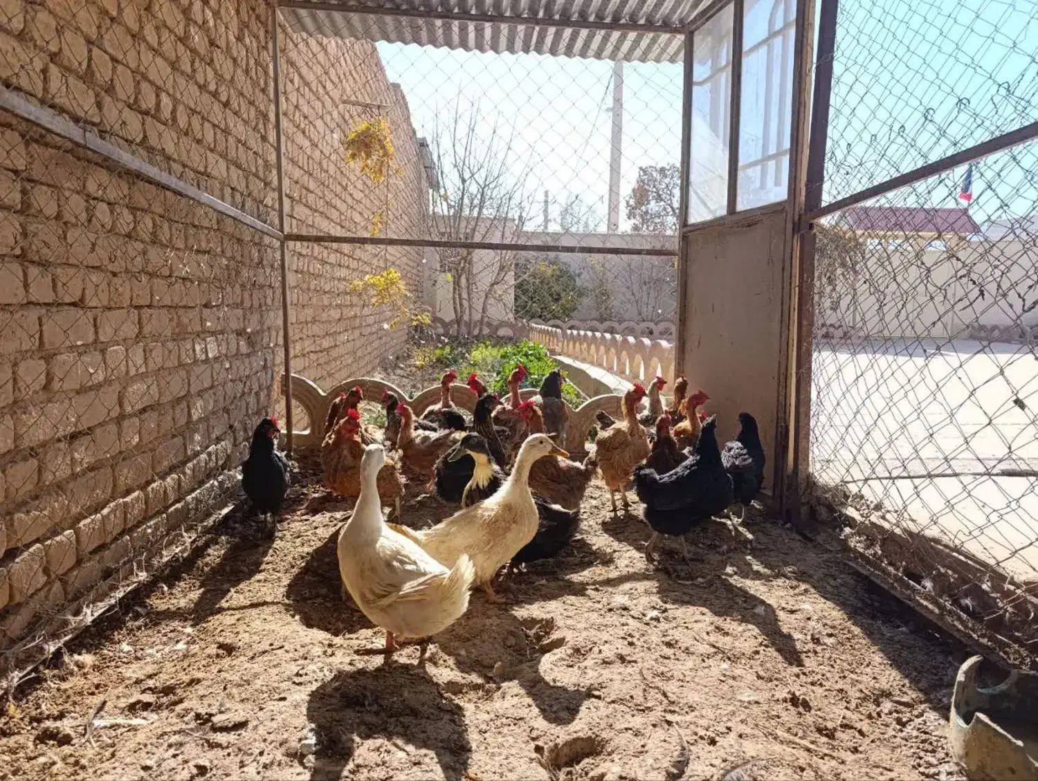 مرغ تخم گذار|حیوانات مزرعه|معصومیه, |دیوار