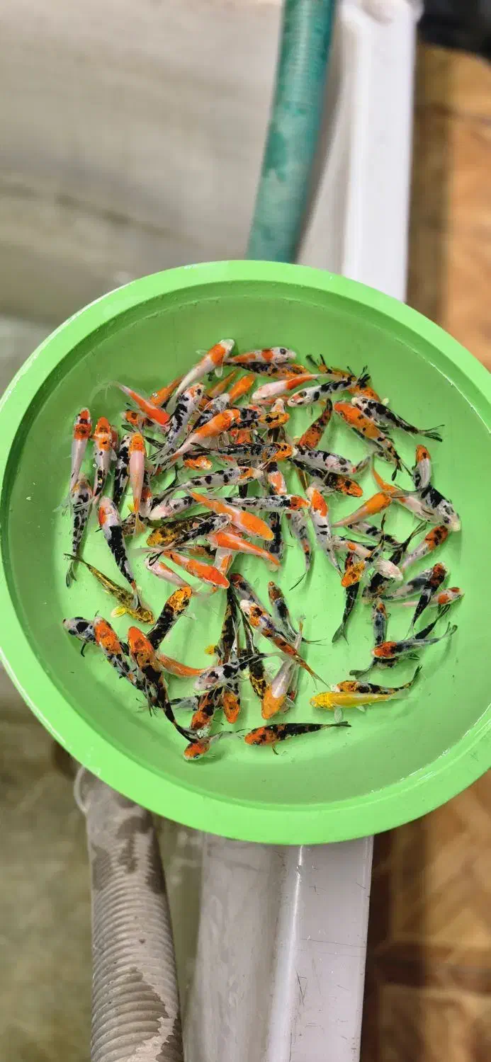 همه سایز کوی|ماهی|شیراز, شهرک بهار|دیوار